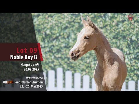 ONLINE Hengstfohlen-Auktion Lot 09 Noble Boy B Hengst v. Noble Dance - Donchester