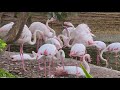 Flamingos Flamingoes Dubai Safari Park Dubai