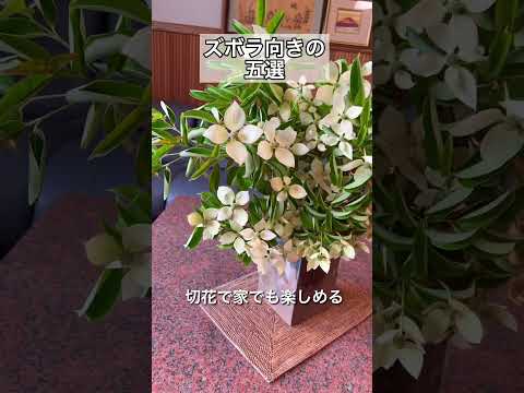 庭に最適な針葉樹5本 トピックス