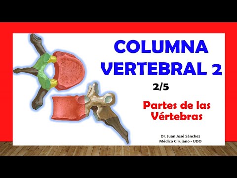 🥇 VERTEBRAL COLUMN 2/5 - Parts of Typical Vertebrae. Easy and simple