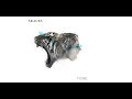 Tigre - Kelevek