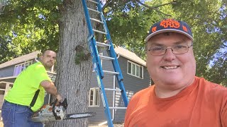 Cutting oak limbs with chainsaw while on ladder