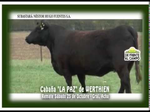 DE FRENTE AL CAMPO junto a CABÑA "LA PAZ" de WERTHEIN