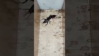 Download lagu MASTER NYA JANGKRIK SAWAH mp3 Download lagu MASTER NYA JANGKRIK SAWAH mp3