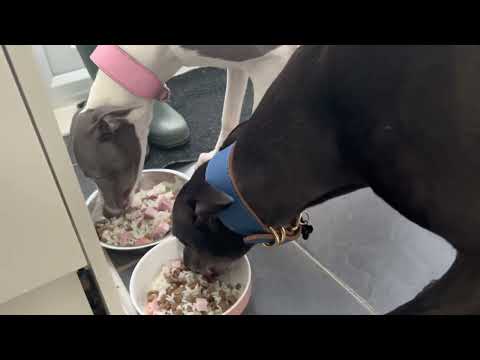 T Diamond Tunde's Dogs video.