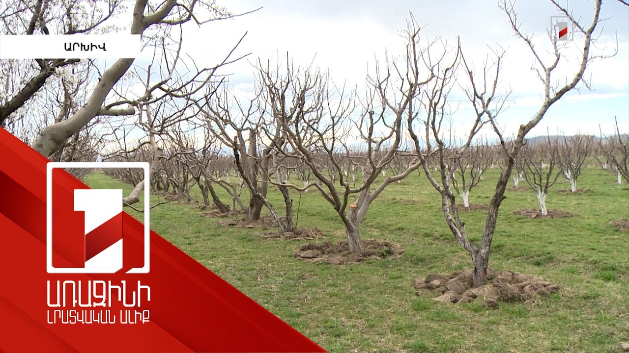 Պետական միջոցներով ուսումնասիրվում է ցանքատարածքներում հիվանդությունների տարածումը