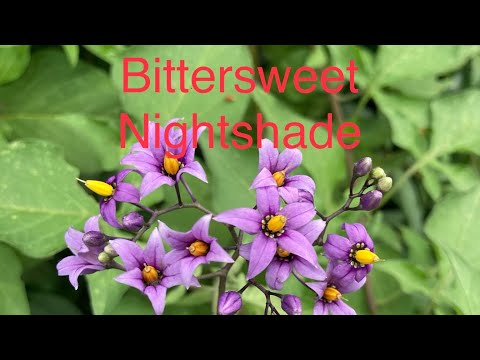 Bittersweet Nightshade: Is it Poison??? IDing and understanding this weed