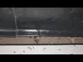 Kitchen Infested with Ants in Port Monmouth, NJ
