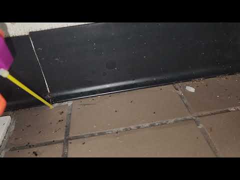 Kitchen Infested with Ants in Port Monmouth, NJ