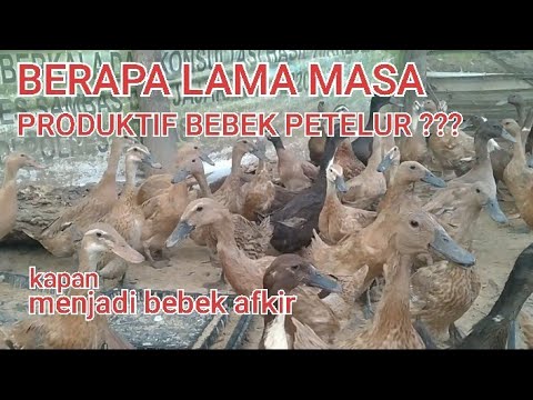 , title : 'BERAPA LAMA MASA PRODUKTIF BEBEK PETELUR ||MASA AFKIR BEBEK PETELUR'