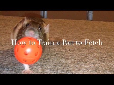 How to Train A Rat to Fetch (New)