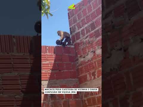 Macaco pega cafeteira de vizinha e causa confusão em Viçosa (RN) #viralvideo #viral