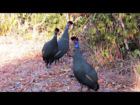 Crested Guineafowl in Arabuko Sokoke Forest
