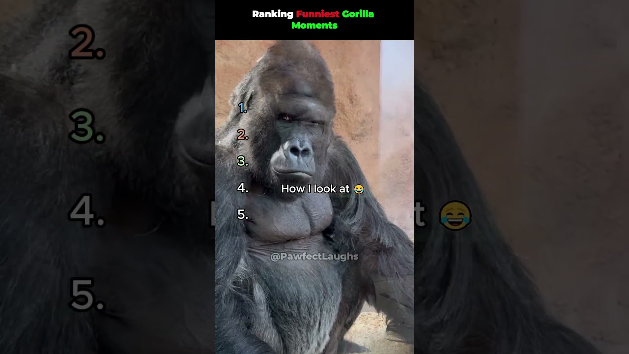 Ranking Funniest Gorilla Moments #shorts #funniest #ranking