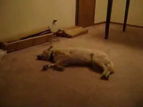 die Katzenjagd im Traum