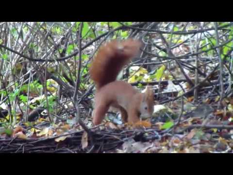 Der NDR war bei den Hamburger Hafenhörnchen