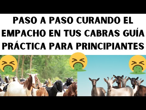 , title : '🤑📢Paso A Paso Curando el empacho en tus cabras Guía práctica  para principiantes🤑📢'