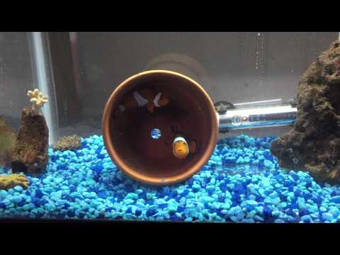Clownfish eggs! Update on saltwater tanks