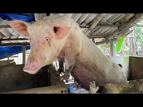 Awesome mother pigs---General cleaning of the cage for dear pigs.