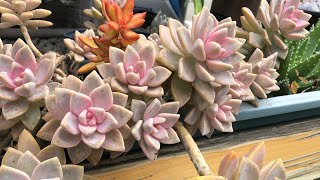 Garden tour| Succulents in the rain I hope they can bring you a pleasant and relaxing day. 治愈生活 庭院乐趣