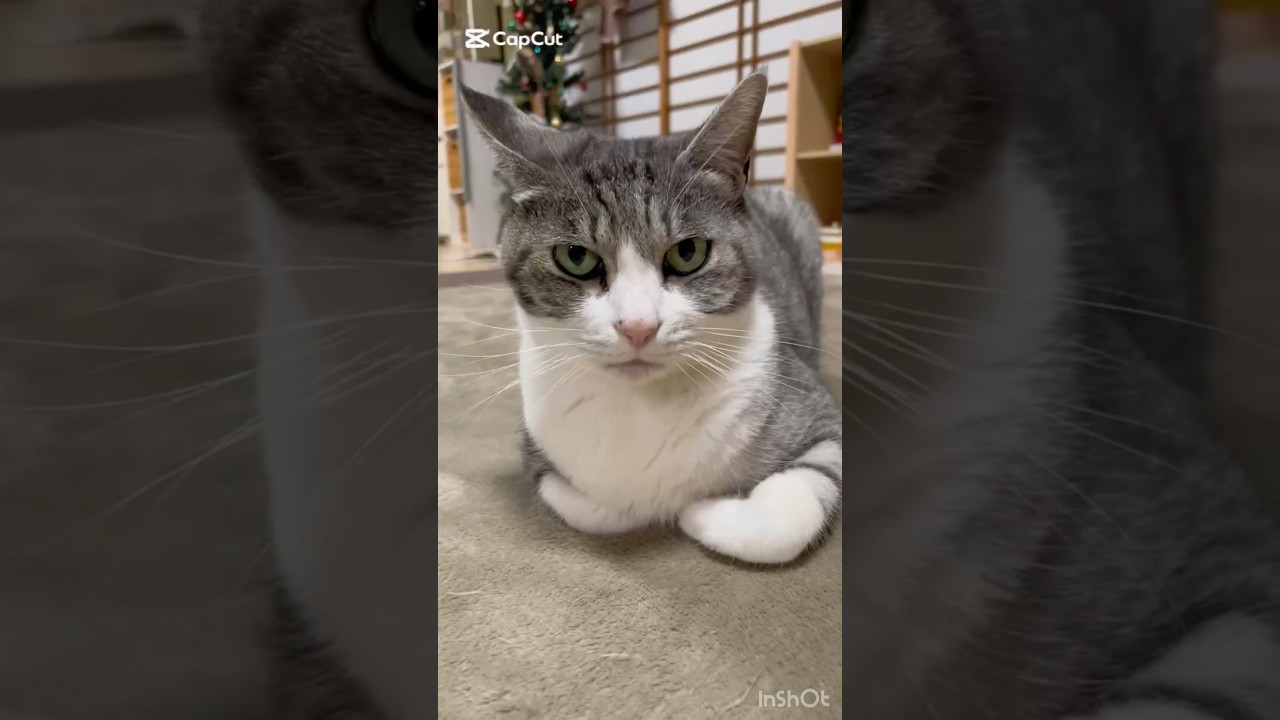 今日のニャンコ#野良猫#保護猫 #cat