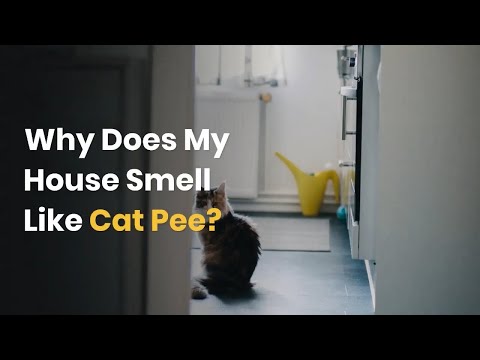 Why Does My House Smell Like Cat Pee?