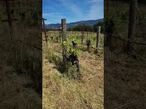 y van creciendo las plantas de uva #viralvideo #suscribense #visitarcalifornia #california