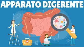 Apparato digerente - La digestione - Il sistema digerente