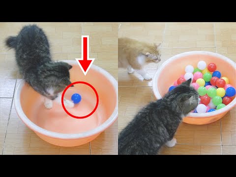 Do Cats Like One Or More Balls?
