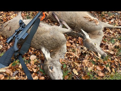 Drückjagdmomente mit dem Sauenhammer / Driven Hunt