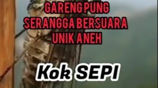 Download lagu Kinjeng Tangis Gareng Pung Serangga Bersuara Unik #airkehidupan #serangga #kinjengtangis#garengpung mp3 Download lagu Kinjeng Tangis Gareng Pung Serangga Bersuara Unik #airkehidupan #serangga #kinjengtangis#garengpung mp3