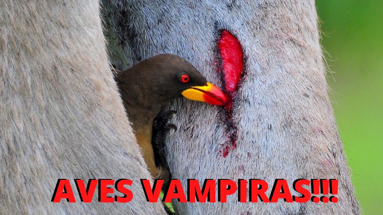 PÁSSAROS VAMPIROS! CONHEÇA AS AVES QUE SE ALIMENTAM DO SANGUE DE ANIMAIS VIVOS!