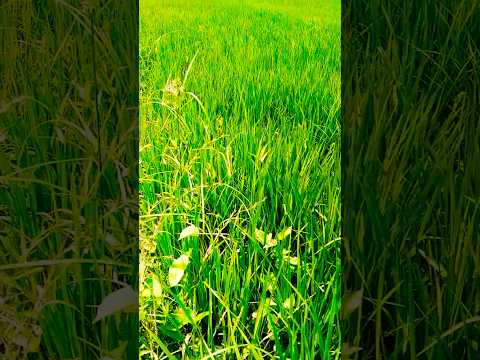 raithu #farming #villagelife #farmer #viralvideo #trendingshort #ytshortsvideo #ritwikavideos 🌱🌾💪