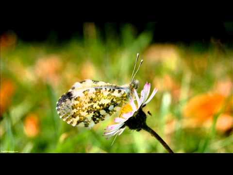 Dj Jean - Top 10 House [ Club Hits ]