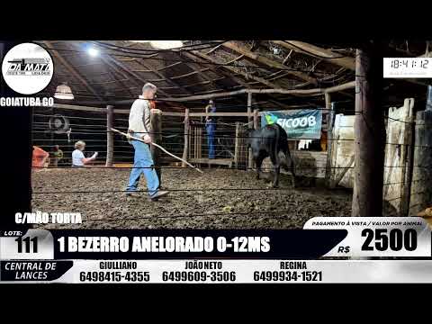 Leilão de gado em Goiatuba Goiás,  21/03/2026 - Mata Preta  Leilões - 14:00 Hs