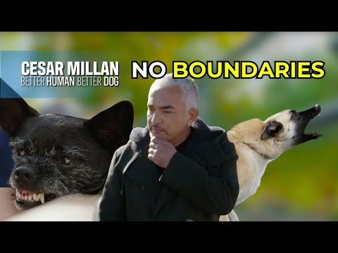 Un chien de sauvetage enragé et un Malinois en pleine crise de rage | Mieux vaut être humain que ...