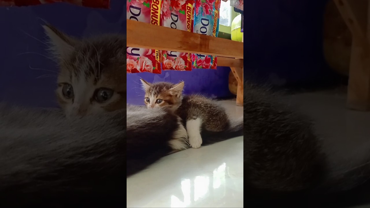 Tingkah lucu anak kucing mencari tempat tidur #ngakak #ngambek #kucinglucu #comedy #oyen