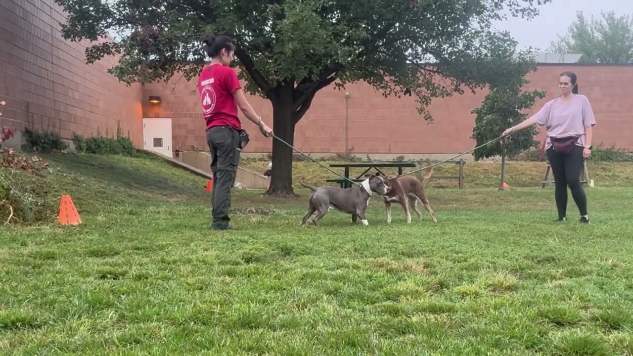Swerve's Leash Test