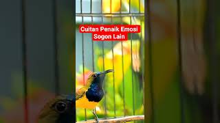 Download lagu Suara cuitan Sogon yang bikin lawan emosinya naik ikut gacor 👍👍 #sogon #sogongacorngobra #sogongacor mp3