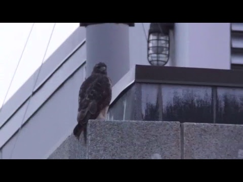 Ferris Akel Live Stream