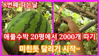 애플수박 미친듯이 달리기 시작~지금부터 요이~땅 8번째 따는날  비닐하우스 텃밭 주말농장 귀농귀촌 전원일기 …