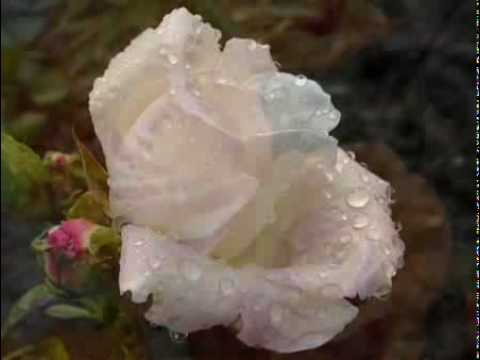 Delhusa Gjon - Dalok a szélben