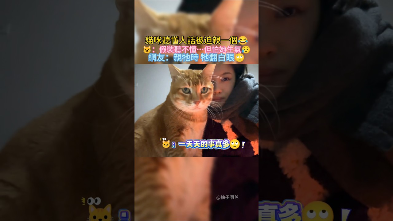 貓咪很不情願的回應主人😂 🐱：假裝聽不懂，但…怕她生氣😓 網友：親牠時 牠在翻白眼🙄 #cat #cute #shorts #funny #funnyshorts
