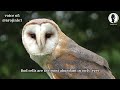 Òwìwí (Owl) Yorùbá Documentary