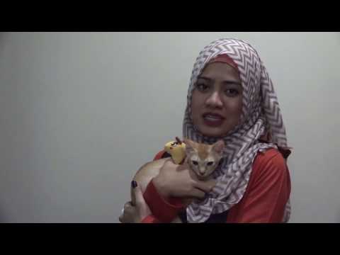 CWS x Education - Be a responsible cat owner!