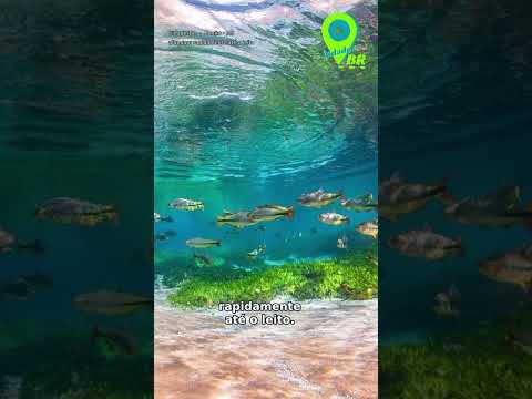 O segredo das águas cristalinas de Bonito