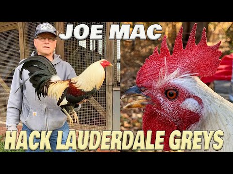 Joe Mac Farm Grit & Steel Beautiful Birds
