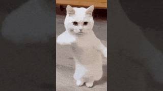 Meow