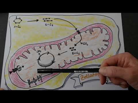 Zellatmung im Überblick