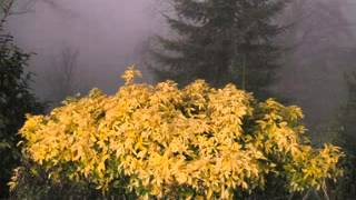 The Magnetic Revolts - &quot;Luna&quot; Tom Petty and the heartbreakers